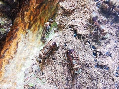 Metapolybia