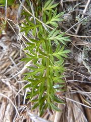 Anisotome flexuosa