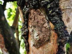 Metapolybia