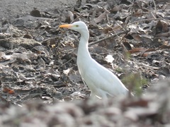 Bubulcus ibis