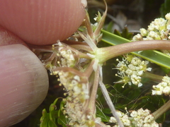 Anisotome flexuosa