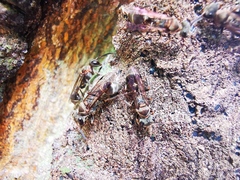 Metapolybia