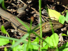 Pholidoscelis chrysolaemus