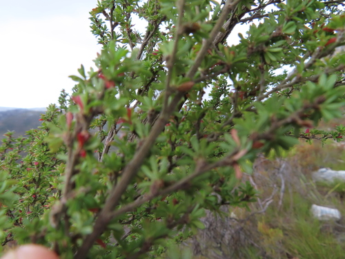 Image of Cliffortia serpyllifolia by (c) linkie, some rights reserved (CC BY)