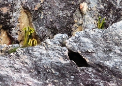 Phlegmariurus gnidioides