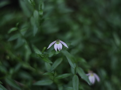 Lobelia chinensis