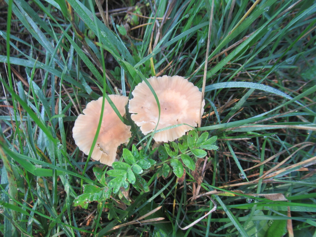Marasmius oreades · August 2025 · photo: © smsergey (iNaturalist, cc-by-nc)