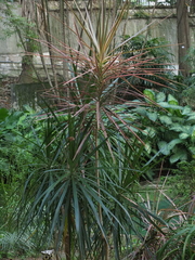 Dracaena reflexa angustifolia