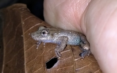 Scinax argyreornatus