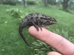 Chamaeleonidae