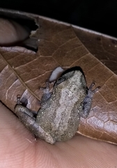 Scinax argyreornatus