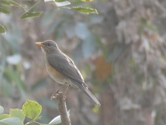 Turdus pelios