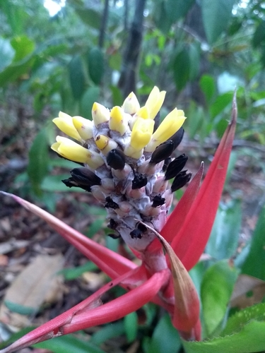 Aechmea lamarchei Mez