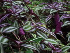 Tradescantia zebrina