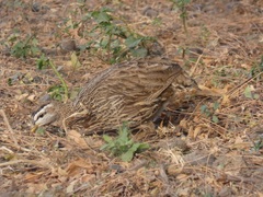 Pternistis bicalcaratus