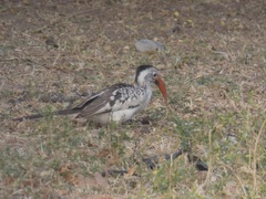 Tockus erythrorhynchus