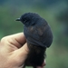 Churrín Negruzco - Photo Aves y Conservación/NBII Image Gallery, sin restricciones conocidas de derechos (dominio público)