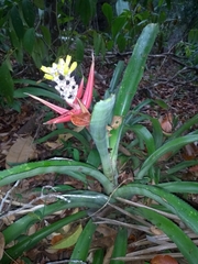 Aechmea lamarchei