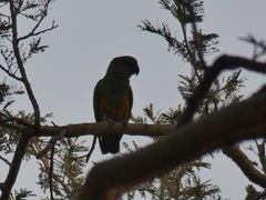 Poicephalus senegalus