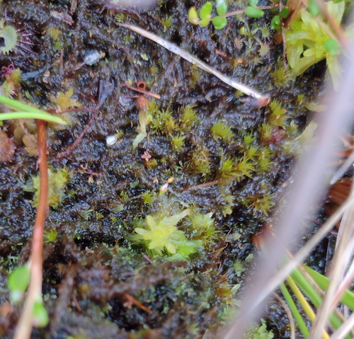Bog Broom Moss (Dicranum undulatum)