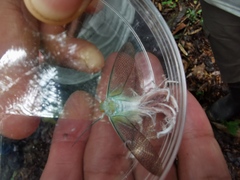 Pterodictya reticularis