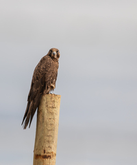 Black Falcon photo 4