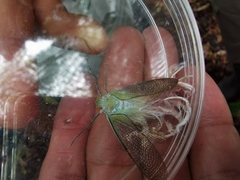 Pterodictya reticularis