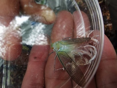 Pterodictya reticularis