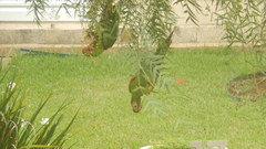 Psittacara leucophthalmus