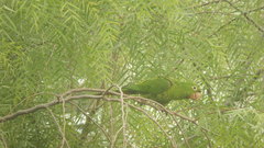 Psittacara leucophthalmus