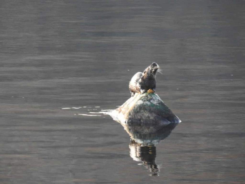 North American River Otter from Harrisville, NH 03450, USA on November ...