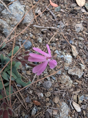 Saponaria cypria, photograph 6