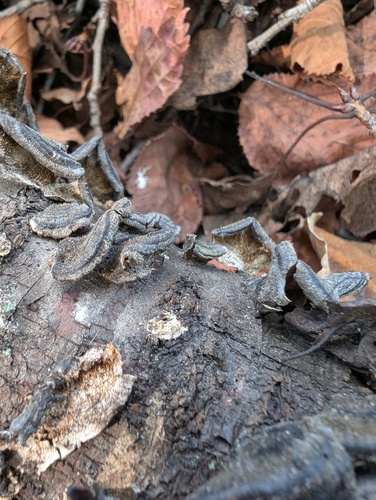 turkey-tail