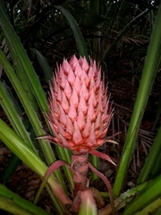 Ananas macrodontes