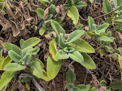 Troodos Mountain Sage (Salvia willeana)