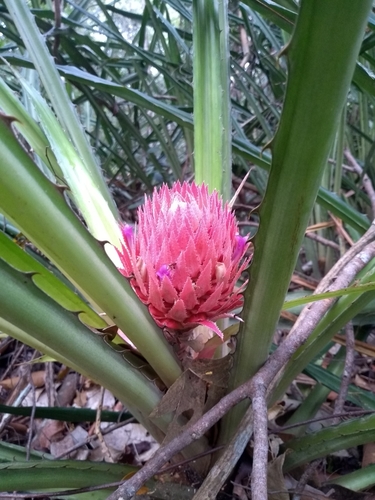 Ananas macrodontes É.Morren