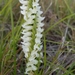 Great Plains Ladies' Tresses - Photo (c) Adam Black, some rights reserved (CC BY-NC), uploaded by Adam Black