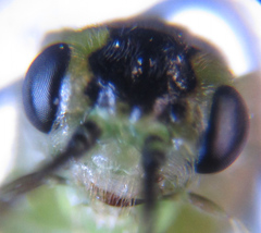 Euura hypoxantha