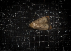 Aeolothapsa acrocosma
