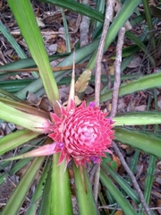 Ananas macrodontes