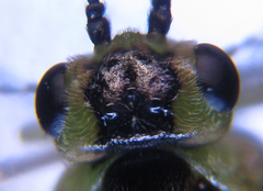 Euura hypoxantha
