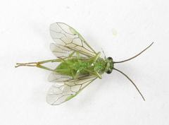 Euura hypoxantha