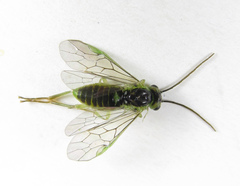 Euura hypoxantha