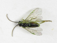 Euura hypoxantha
