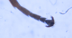 Euura hypoxantha