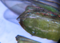 Euura hypoxantha
