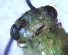 Euura hypoxantha