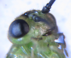 Euura hypoxantha
