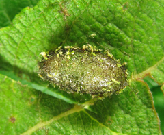 Euura hypoxantha