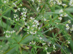 Galium mollugo